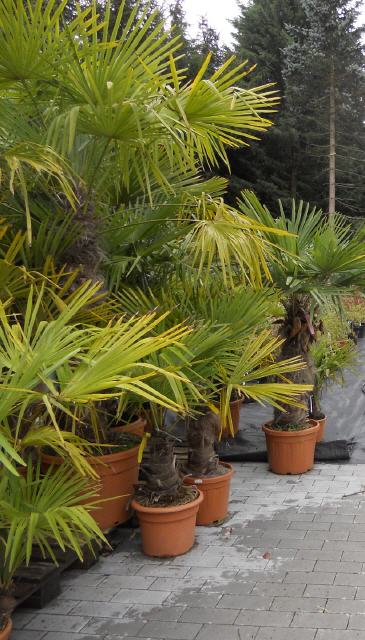 Palmen und mediterane Pflanzen