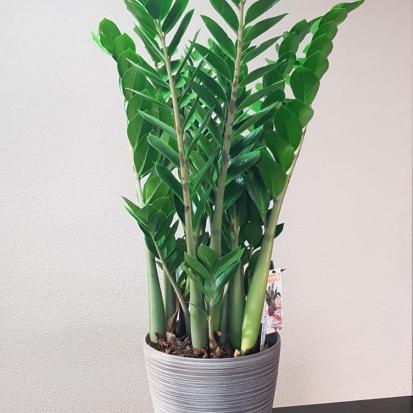 Zamioculcas