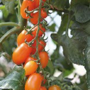 Tomate Orange Fizz (Ersatzsorte Kajsa)