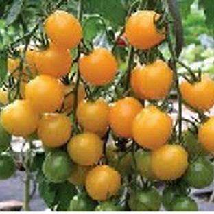 Tomate Cherry Golden Pearl gelb